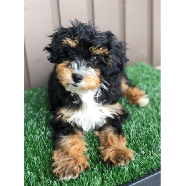 Wee-Wee Indoor Pet Potty Grass Patch For Dogs lifestyle with black, brown and white dog