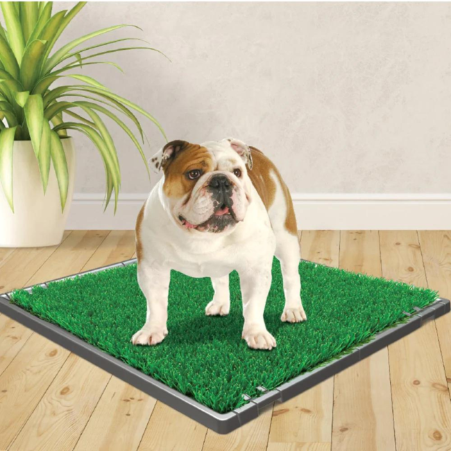 Wee-Wee Premium Pet Potty Grass Replacement Patch For Dogs lifestyle with bulldog