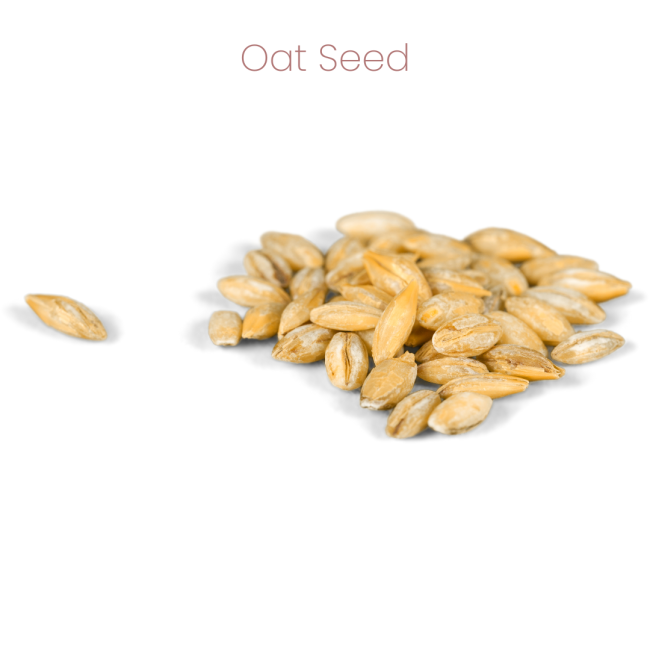 Westermans Bird Seed Cockatiel Mix oat seed