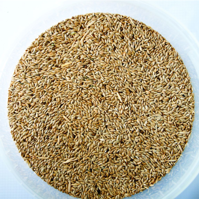 Westermans Bird Seed Canary Plain Mix actual feed