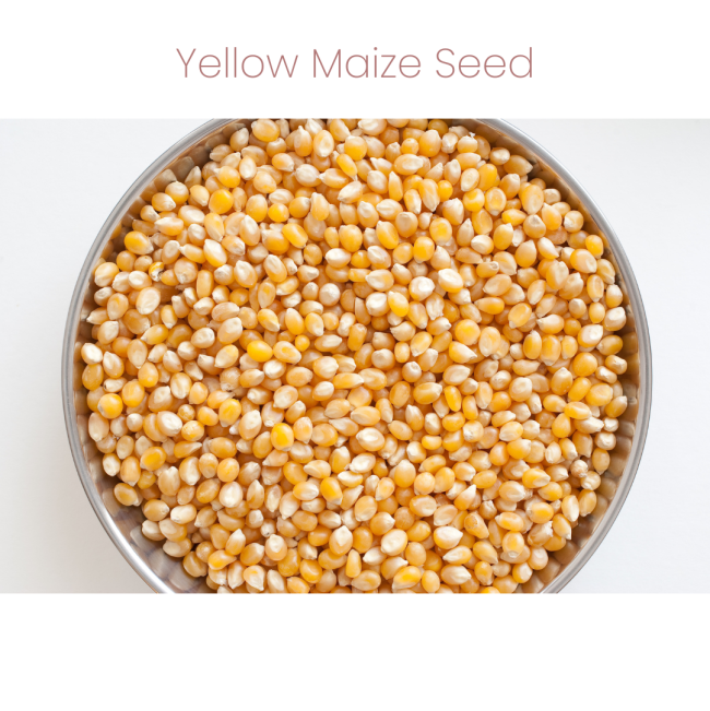 Westermans Bird Seed Tropical Parrot with yellow maize seed