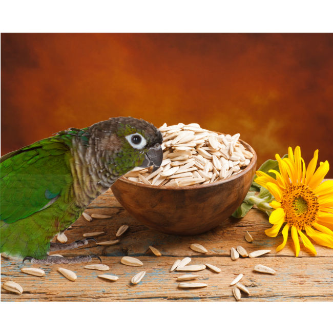 Westermans Bird Seed White Sunflower with green parrot