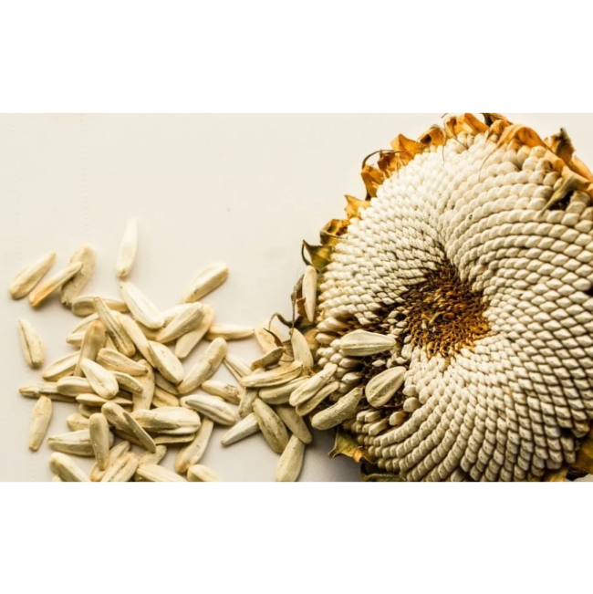 Westermans Bird Seed White Sunflower flower