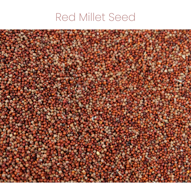 Westermans Bird Budgie Seed with red millet seed