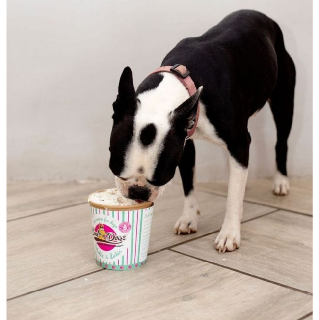 Cool Dogs Ice-Cream for Dogs lifestyle two with black dog eating the ice-cream