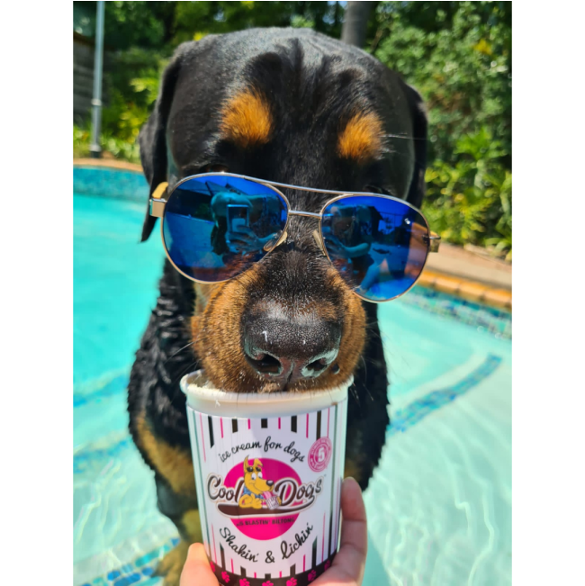 Cool Dogs Ice-Cream for Dogs lifestyle with black and brown dog in sunglasses eating ice-cream