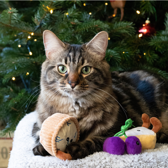 Classic Cheeseboard Trio For Cats lifestyle with cat