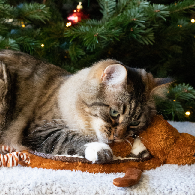 Reindeer Scratcher Mat For Cats lifestyle with brown cat