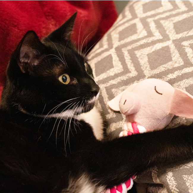 Pig In Blanket Rope Cat Toy lifestyle with black and white cat