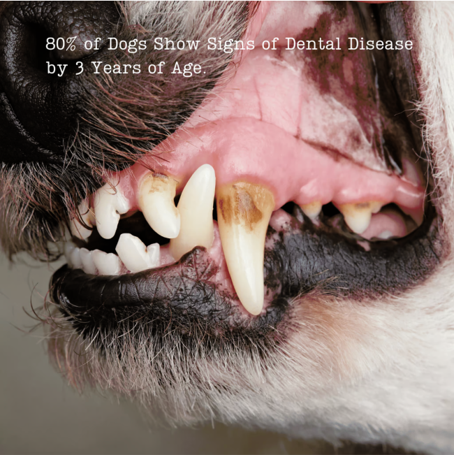 NutriFlex DentaMax Powder For Dogs and Cats reduces risk of dental disease