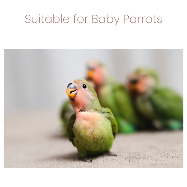 Animal Zone Parrot Soft Food for Weaning suitable for baby birds