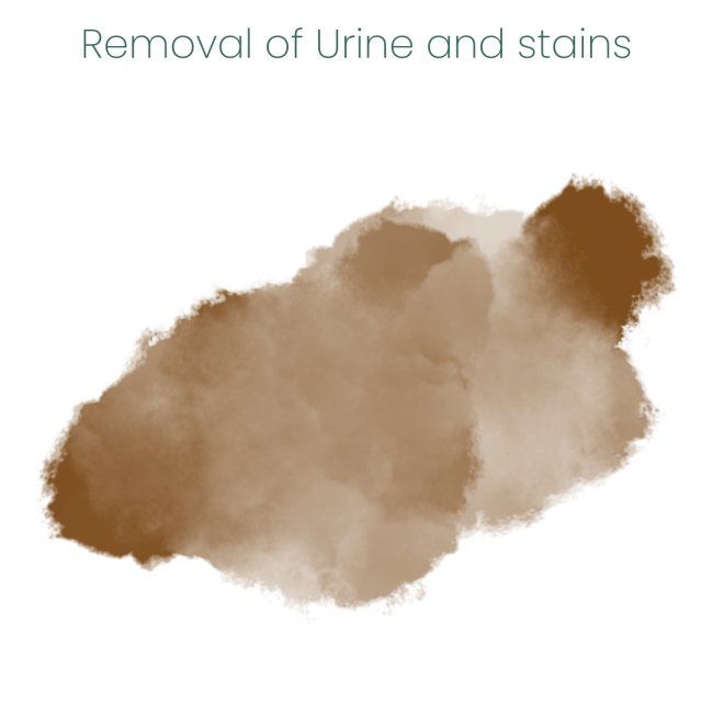 Animal Zone Stain & Odour Removal Spray remves stains and urine marks