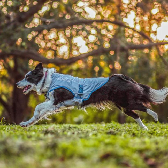 Kurgo Core Cooling Vest lifestyle on brown and white dog while running