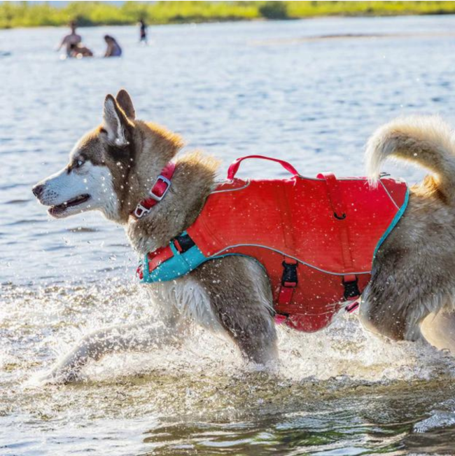 Kurgo Surf n Turf Life Jacket lifestyle on grey and white dog
