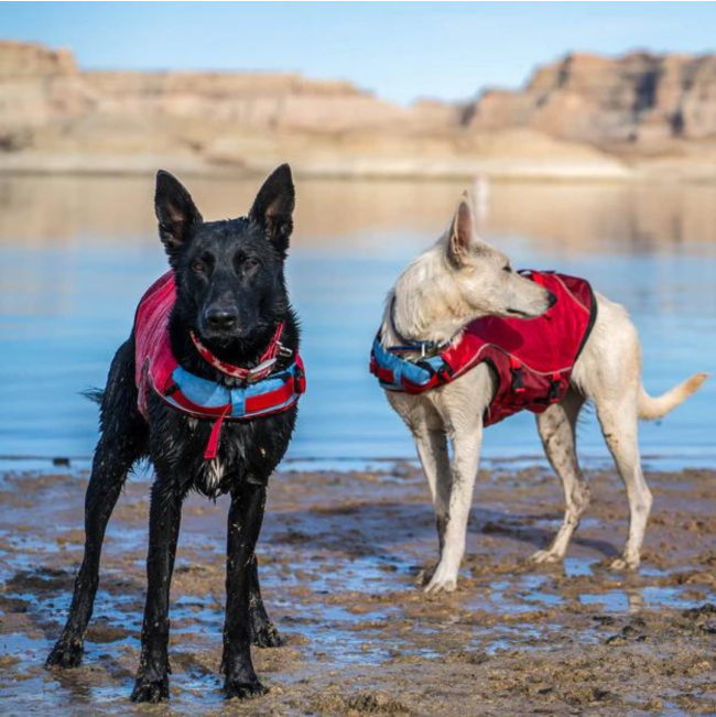 Kurgo Surf n Turf Life Jacket lifestyle on black dog and white dog by water