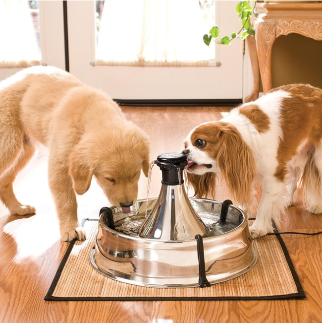 Drinkwell 360° Stainless Steel Pet Fountain – 3.8L lifestyle with two dogs