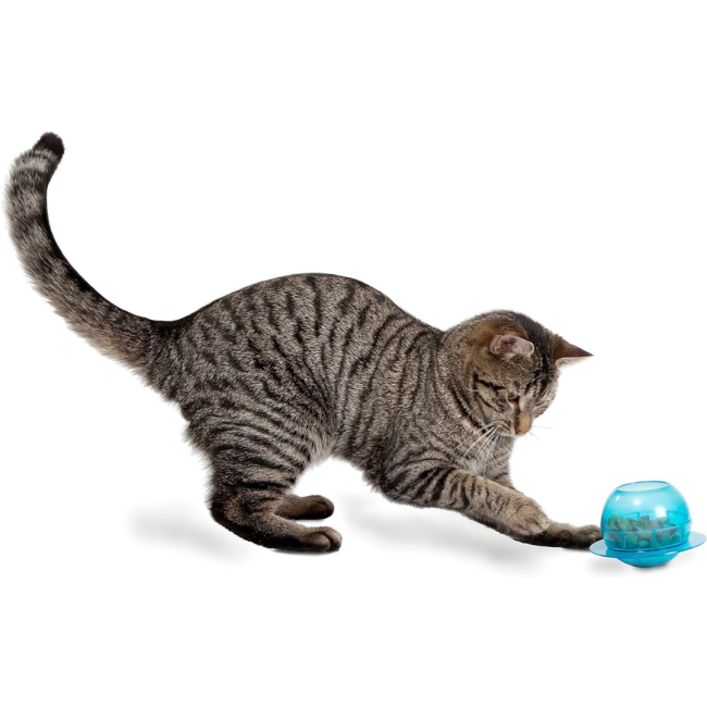 Fishbowl Cat Feeder Toy with Grey and brown Kitten
