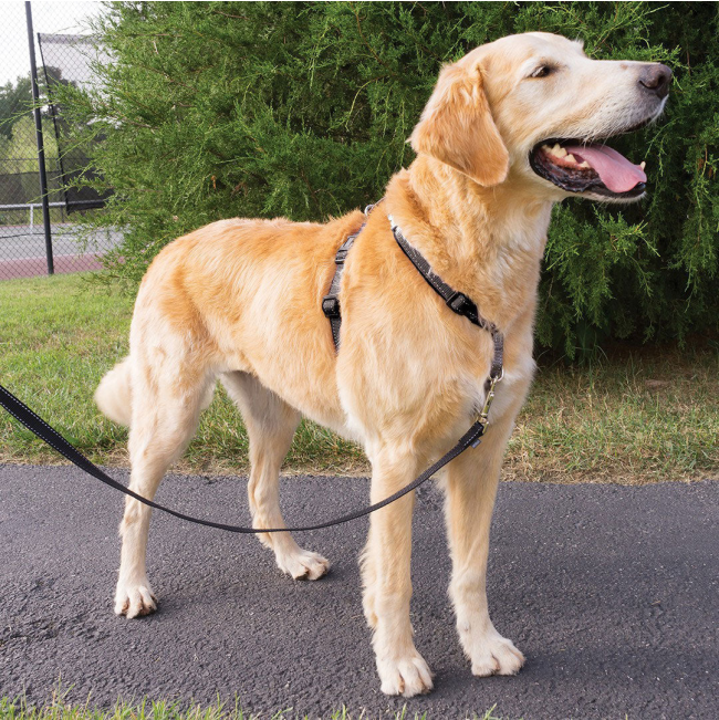 PetSafe® 3 in 1™ Harness and Car Restraint lifestyle on light brown dog