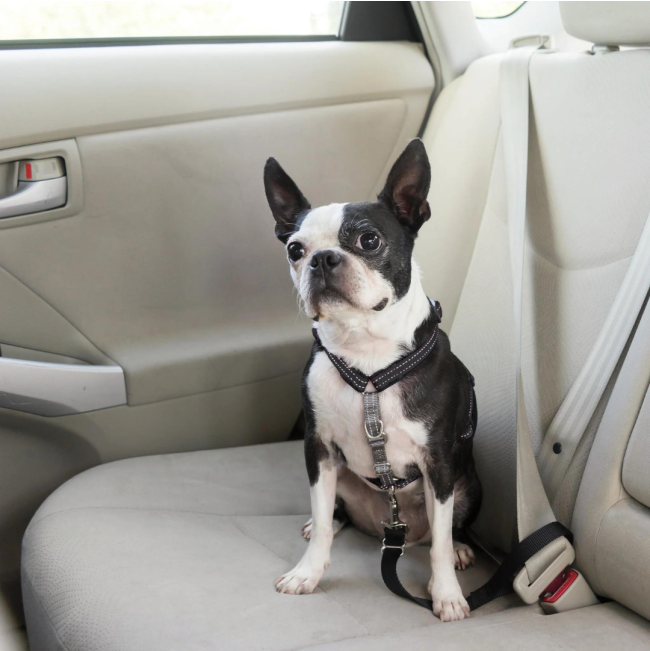 PetSafe® 3 in 1™ Harness and Car Restraint lifestyle on black and white dog