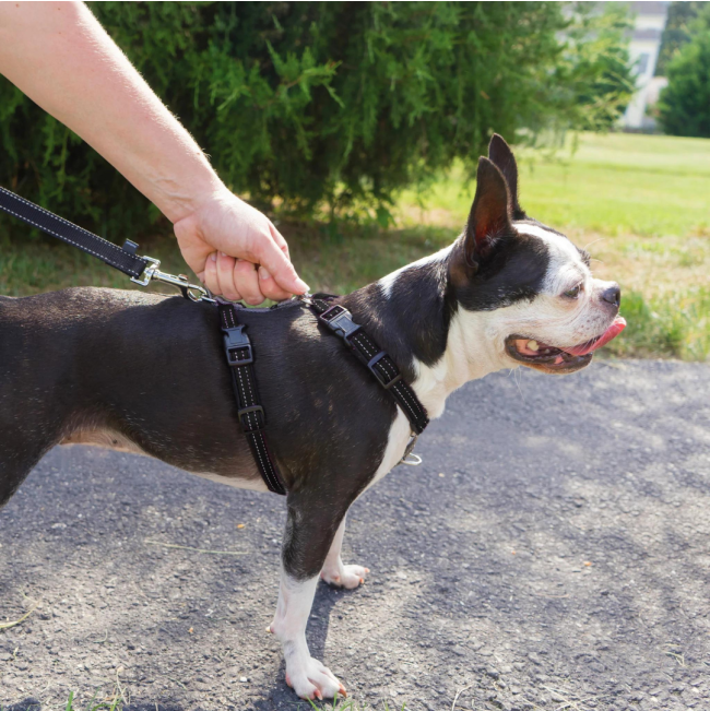 PetSafe® 3 in 1™ Harness and Car Restraint lifestyle of harness on Boston terrier