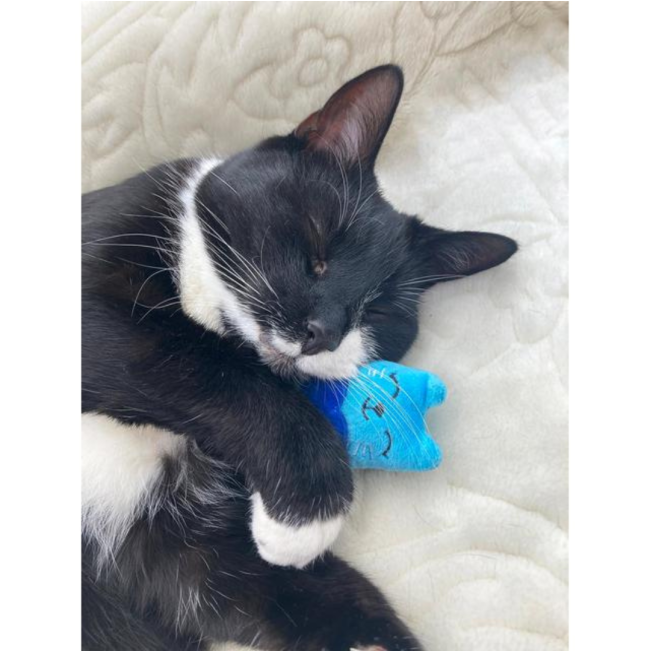 Battersea Catnip Toys For Cats lifestyle with cat design and black cat