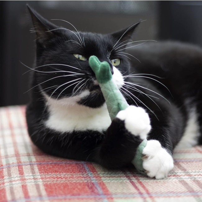 Battersea Catnip Toys For Cats lifestyle with black and white cat playing with fish design