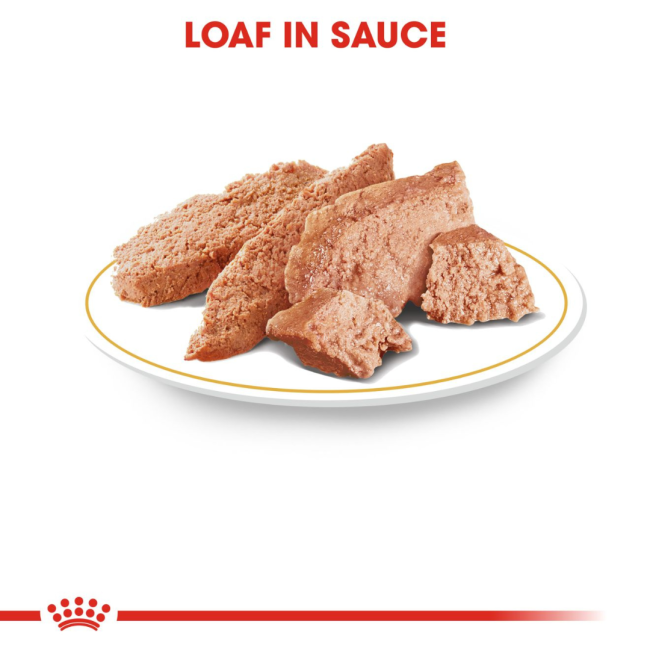 Royal Canin Adult Chihuahua Wet Dog Food loaf in sauce