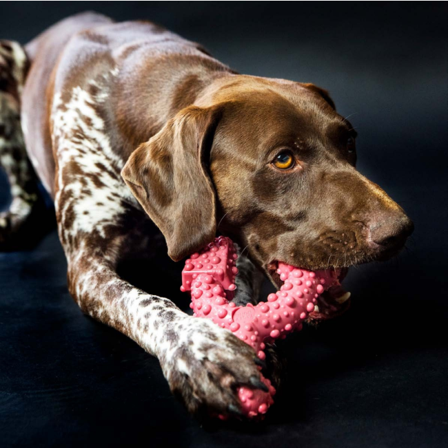 Tasty Bone Chew Toy lifestyle with boerewors flavored bone