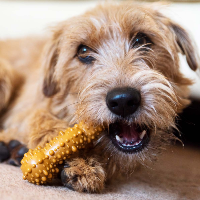 Tasty Bone Chew Toy lifestyle with Lamb chop flavored bone