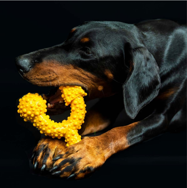 Tasty Bone Chew Toy lifestyle with braai chicken flavored chew bone