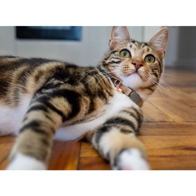 Rogz UrbanCat Collar lifestyle with black and brown cat