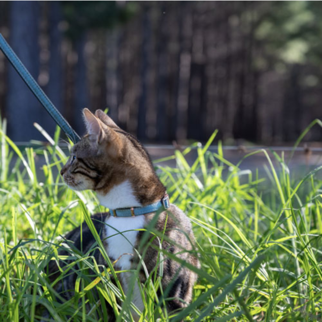 Rogz UrbanCat Collar lifestyle with turquoise collar on grass