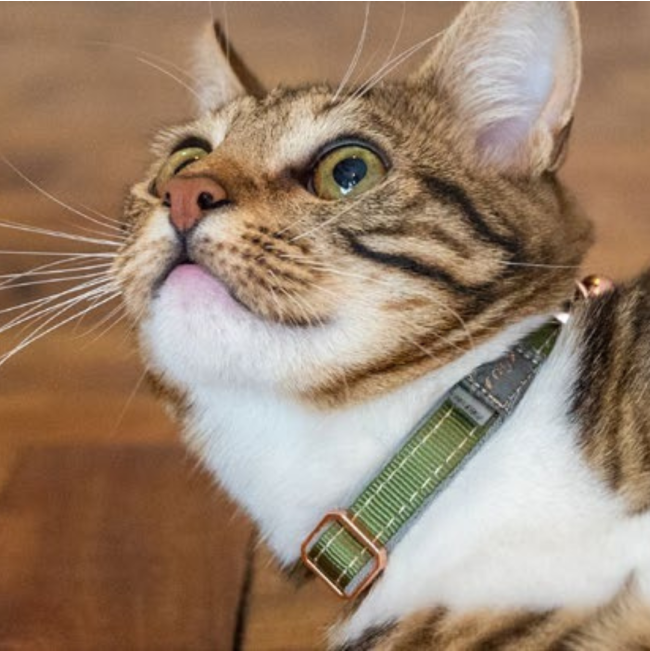 Rogz UrbanCat Collar lifestyle with green collar on cat
