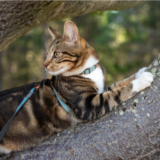 Rogz UrbanCat H-Harness and Lead lifestyle with turquoise moon harness on cat lying in tree