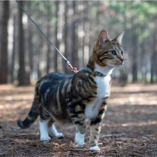 Rogz UrbanCat H-Harness and Lead lifestyle with cat walking on harness