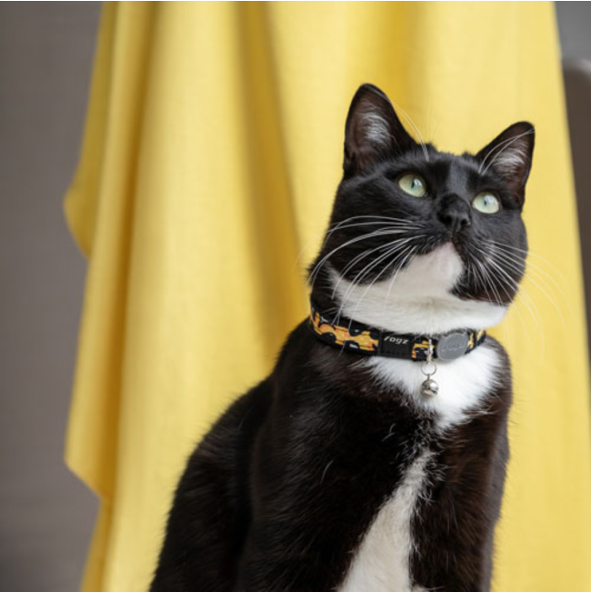 Rogz FashionCat Collar lifestyle two with leopard print