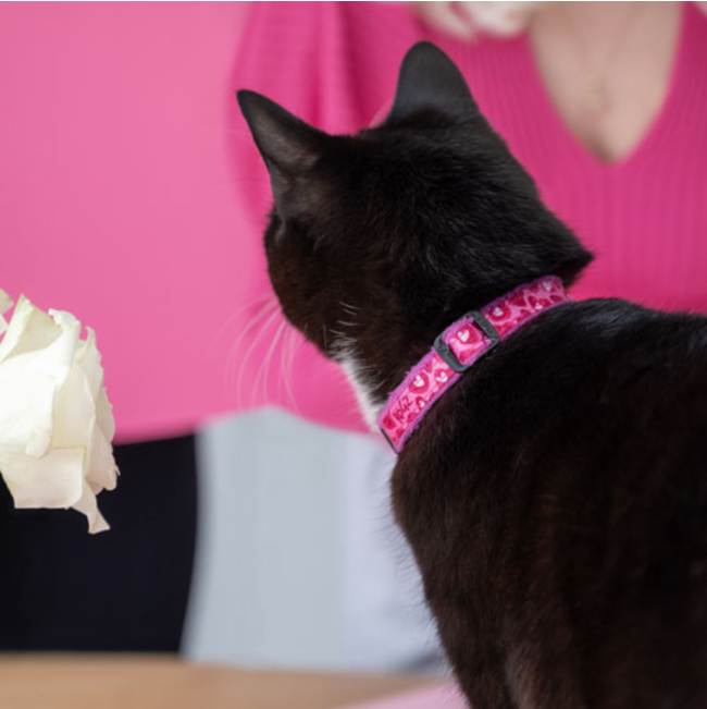 Rogz FashionCat Collar lifestyle with pink collar