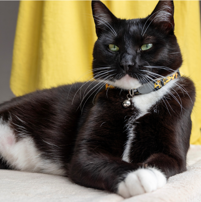 Rogz FashionCat Collar lifestyle with black and white cat