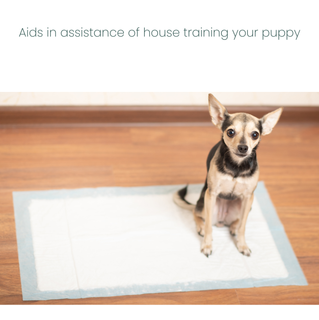 Beaphar Dog Puppy Trainer Drops assists in house training your dog