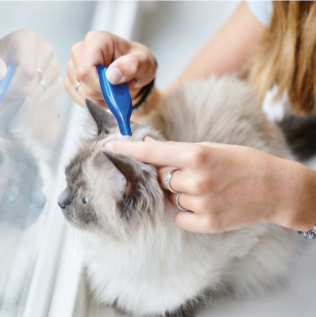 Beaphar Cat Catcomfort Calming Spot On application