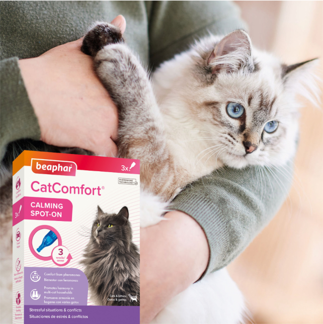 Beaphar Cat Catcomfort Calming Spot On lifestyle
