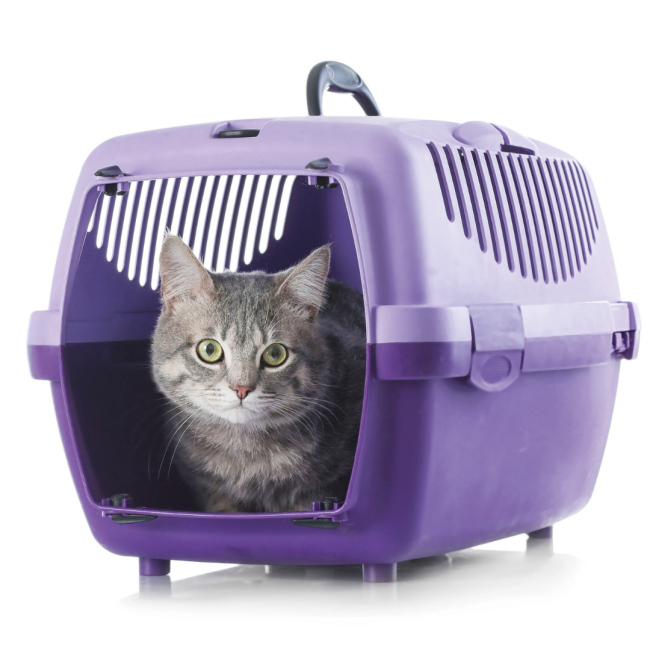 Beaphar Cat Catcomfort Calming Spray can be used on carriers