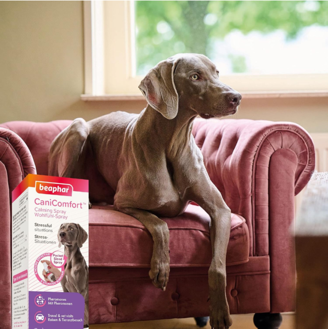 Beaphar Dog Canicomfort Calming Spray lifestyle