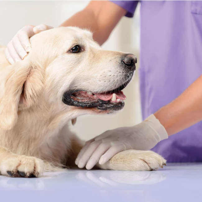 Beaphar Dog Canicomfort Calming Spray use for a vet visit