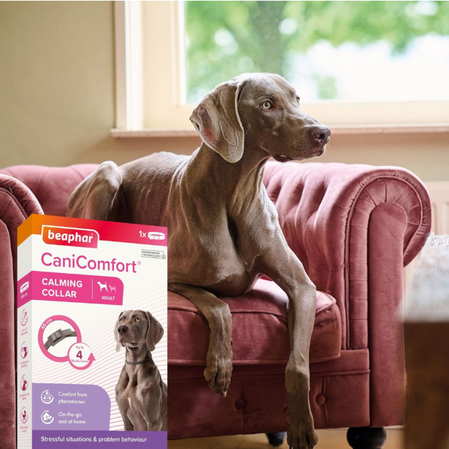 Beaphar Dog Canicomfort Collar lifestyle teo