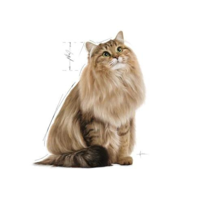 Royal Canin Hair & Skin Adult Wet Cat Food Pouch cat