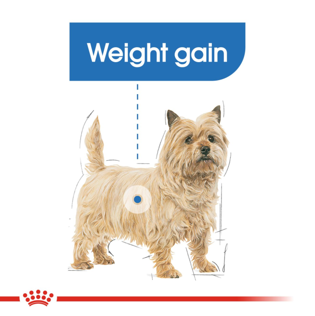 Royal Canin Light Weight Care Wet Dog Food for dogs that have gained weight