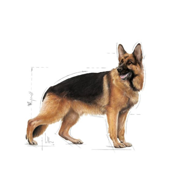 Royal Canin Maxi Adult Wet Dog Food for larger dogs