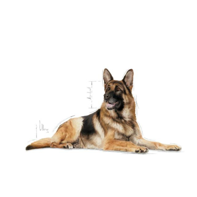 Royal Canin Maxi Ageing Wet Dog Food for larger dogs