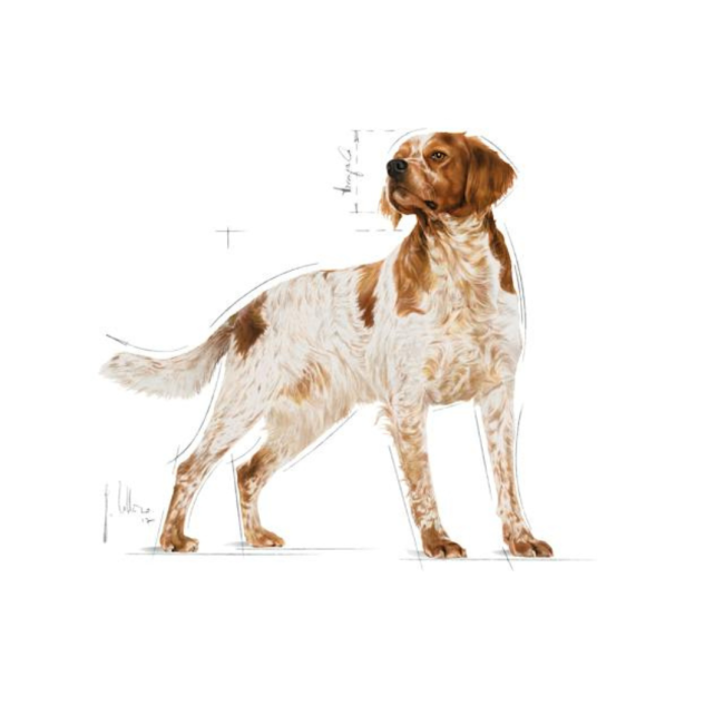 Royal Canin Medium Adult Wet Dog Food for medium breeds